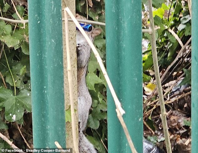 Squirrels Mistake E-Cigarettes for Food, Alarming Wildlife Experts