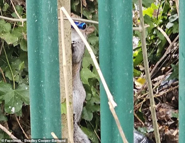 Squirrels Mistake E-Cigarettes for Food, Alarming Wildlife Experts