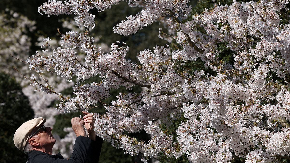UK Cherry Blossoms Bloom in Unprecedented Spectacle Amid 'Weather Whiplash' and Ideal Conditions