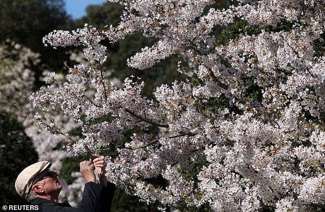 UK Cherry Blossoms Bloom in Unprecedented Spectacle Amid 'Weather Whiplash' and Ideal Conditions
