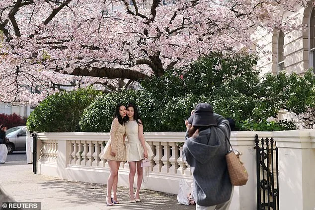 UK Cherry Blossoms Bloom in Unprecedented Spectacle Amid 'Weather Whiplash' and Ideal Conditions