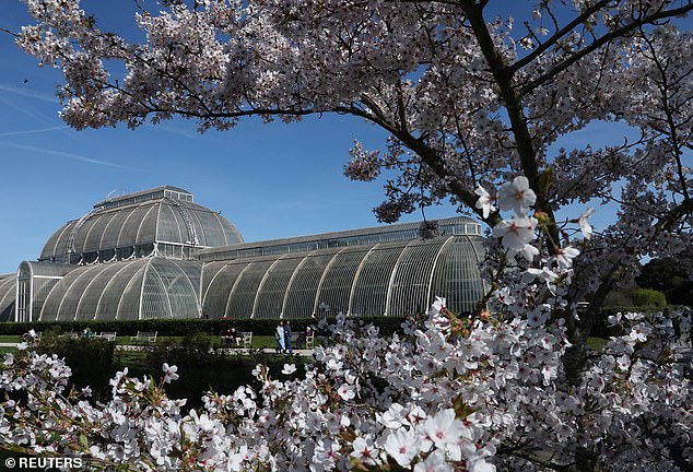 UK Cherry Blossoms Bloom in Unprecedented Spectacle Amid 'Weather Whiplash' and Ideal Conditions