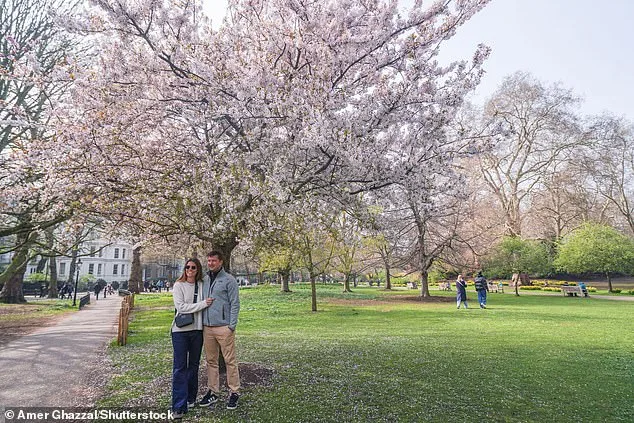 UK Cherry Blossoms Bloom in Unprecedented Spectacle Amid 'Weather Whiplash' and Ideal Conditions