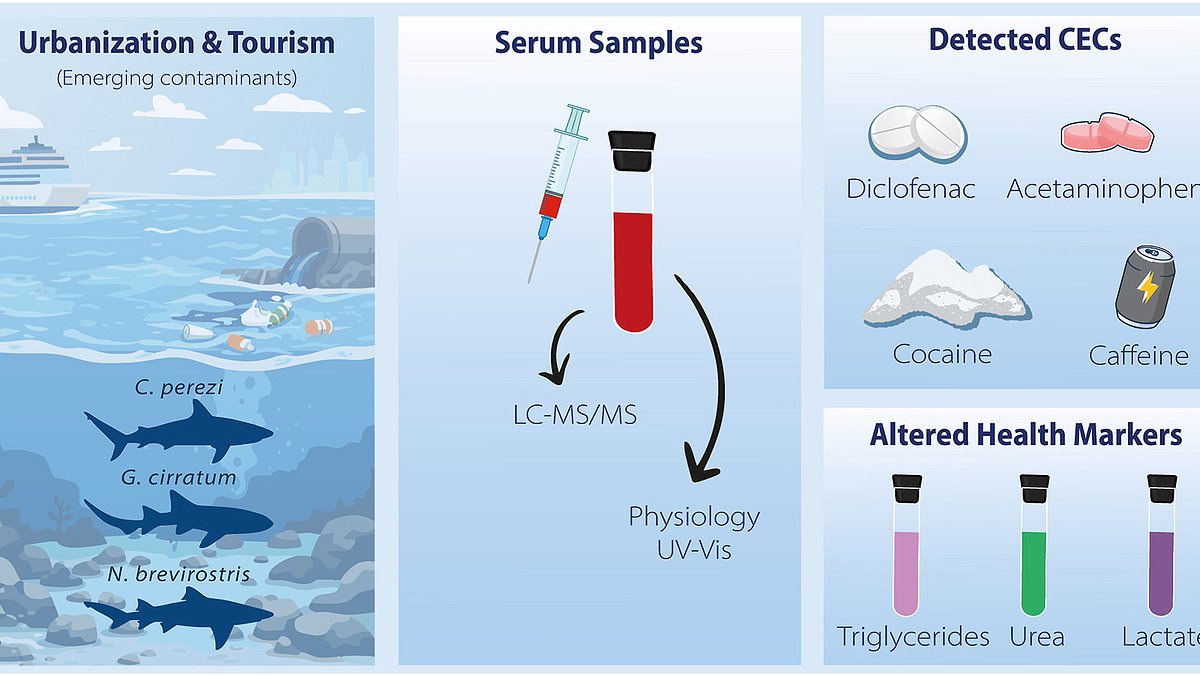 Sharks in the Bahamas Found with Cocaine Traces, Highlighting Human Impact on Marine Ecosystems