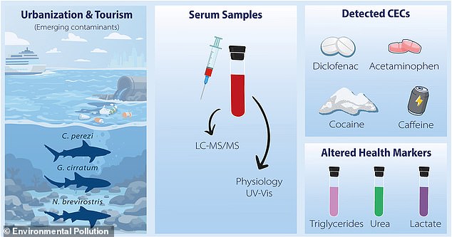 Sharks in the Bahamas Found with Cocaine Traces, Highlighting Human Impact on Marine Ecosystems