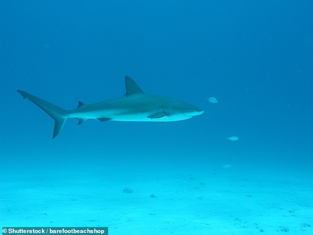 Sharks in the Bahamas Found with Cocaine Traces, Highlighting Human Impact on Marine Ecosystems