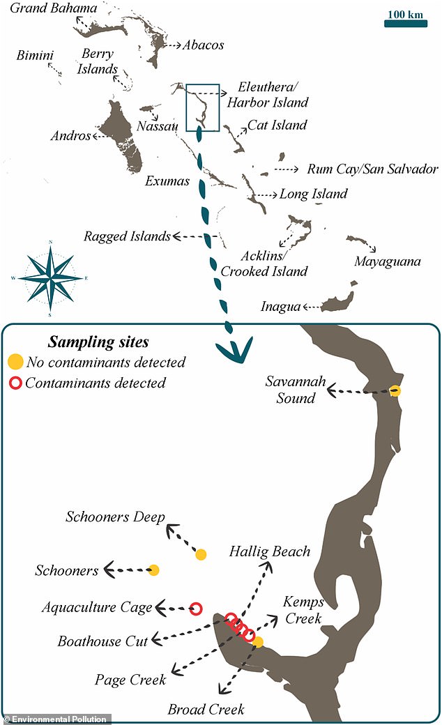 Sharks in the Bahamas Found with Cocaine Traces, Highlighting Human Impact on Marine Ecosystems