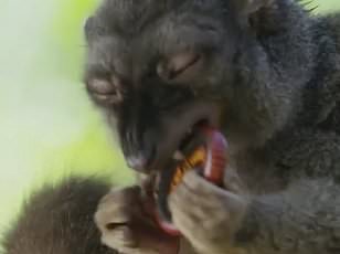 Sharks in the Bahamas Found with Cocaine Traces, Highlighting Human Impact on Marine Ecosystems