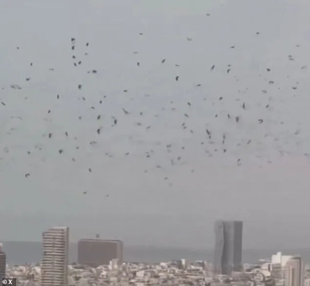 Surreal Skies Over Tel Aviv: Chaos, Crow Swarm, and Apocalyptic Theories Spark Social Media Speculation
