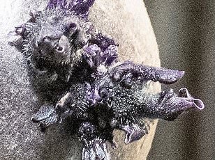 Astronaut's Sudden Illness Forces ISS Evacuation, Highlighting Risks of Long-Duration Space Travel