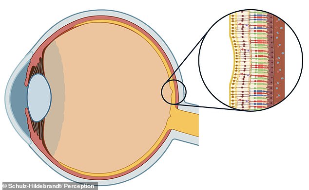 New Optical Illusion Exposes Hidden Flaws in Human Color Perception