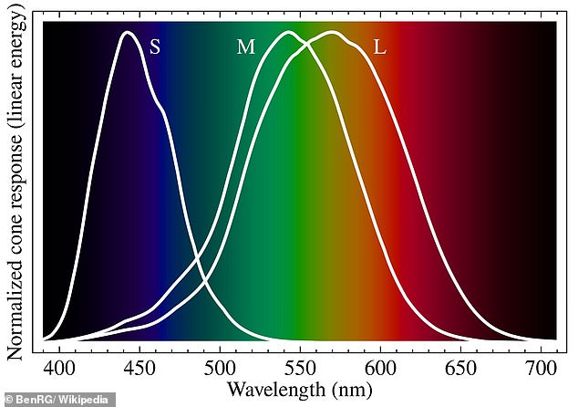 New Optical Illusion Exposes Hidden Flaws in Human Color Perception