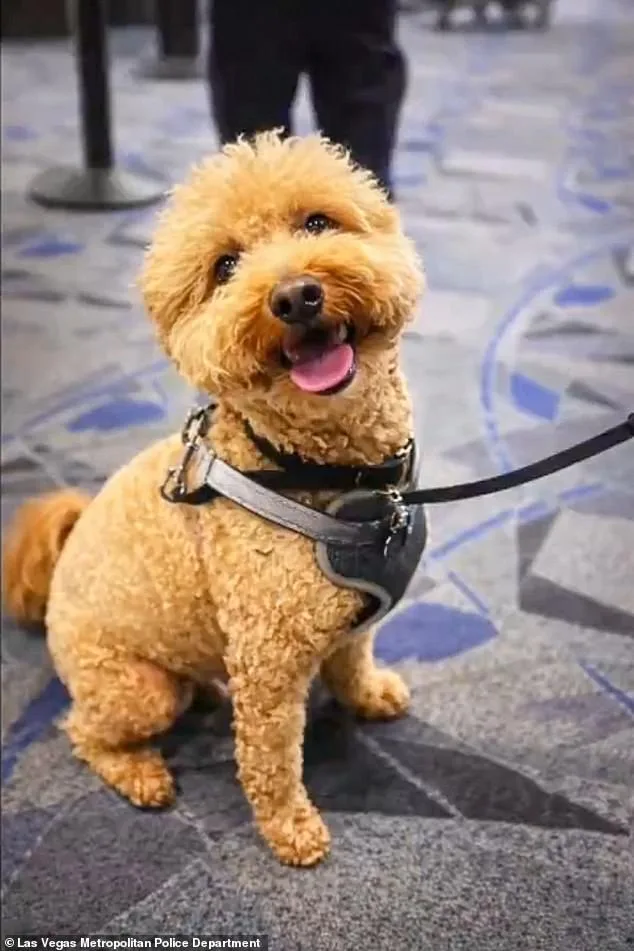 Bench Warrant Issued for Woman Accused of Abandoning Service Dog at Las Vegas Airport