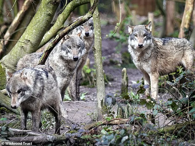 Furor Over Euthanasia of Adopted Wolves Sparks Calls for Independent Inquiry at Wildlife Park