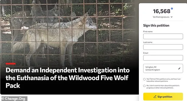 Furor Over Euthanasia of Adopted Wolves Sparks Calls for Independent Inquiry at Wildlife Park