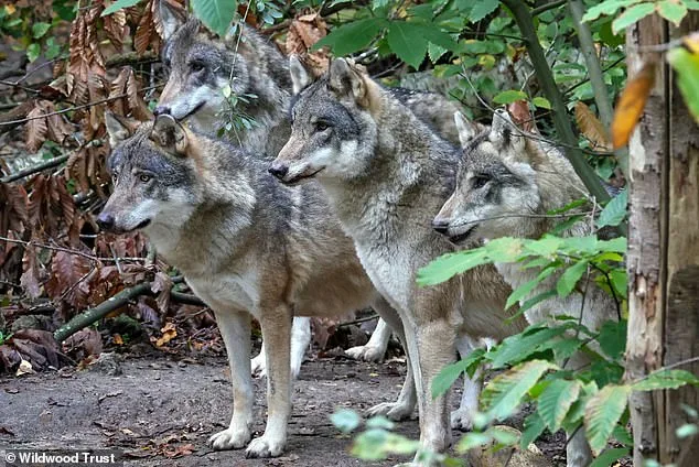 Furor Over Euthanasia of Adopted Wolves Sparks Calls for Independent Inquiry at Wildlife Park
