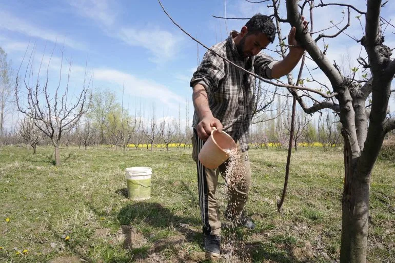 Punjab Farmers Face Existential Crisis as Fertiliser Prices Soar Amid Geopolitical Tensions