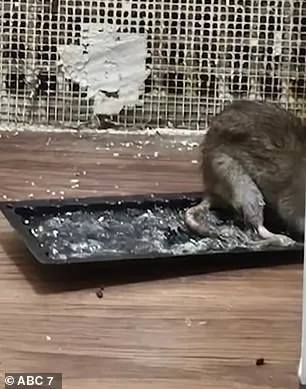 71-Year-Old Breast Cancer Survivor Trapped in Relentless Rat Infestation Nightmare as Health Deteriorates