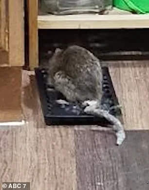 71-Year-Old Breast Cancer Survivor Trapped in Relentless Rat Infestation Nightmare as Health Deteriorates