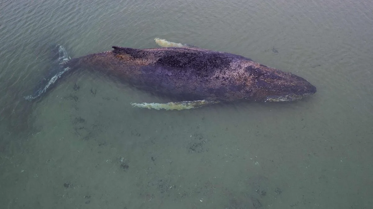 Stranded Whale to Be Rescued in Bold Adventure.