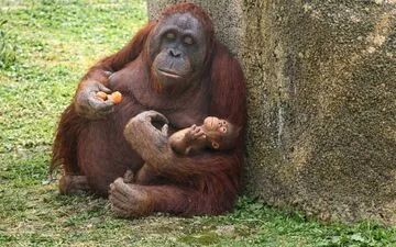 Stranded Whale to Be Rescued in Bold Adventure.