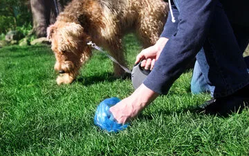 Stranded Whale to Be Rescued in Bold Adventure.