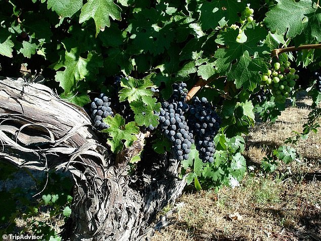 Sons Fight Over 80-Acre Oregon Winery After Mother Revises Will