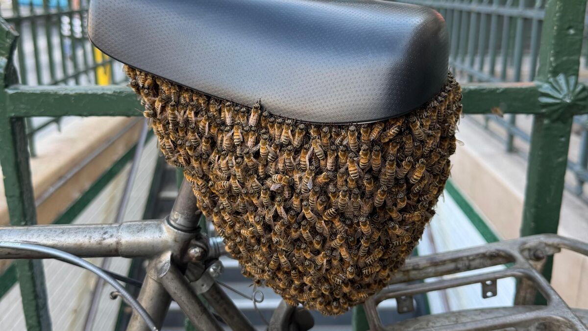 Paris beekeepers successfully rescue massive swarm from bicycle near Louvre.