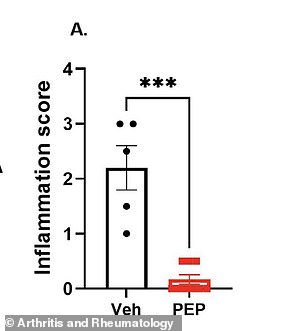 Natural peptide PEPITEM may offer safer arthritis treatment than standard drugs.