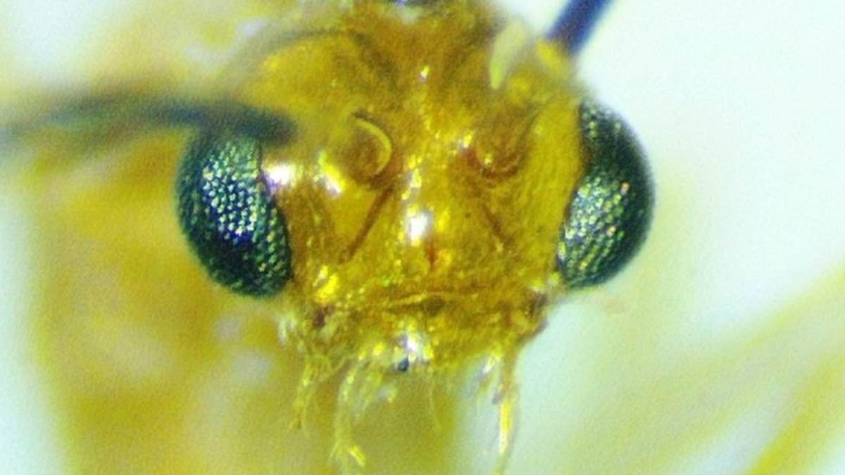 Deadly Asian needle ants spread rapidly across 20 US states.