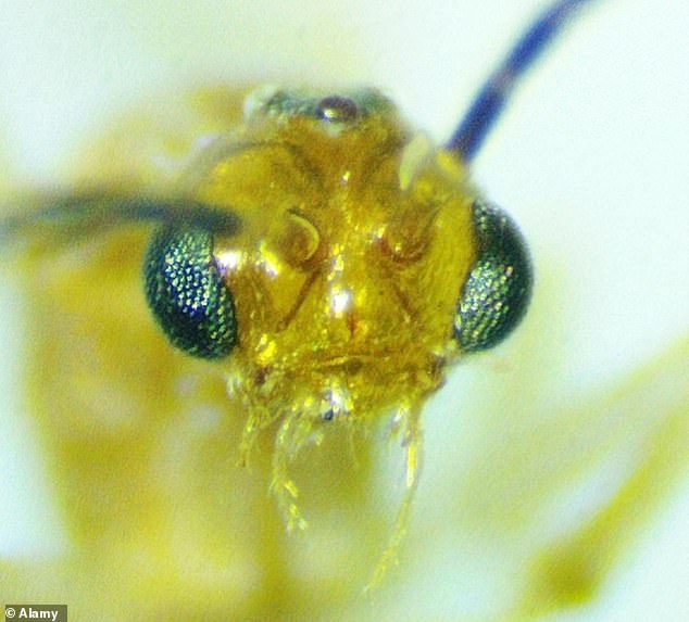 Deadly Asian needle ants spread rapidly across 20 US states.