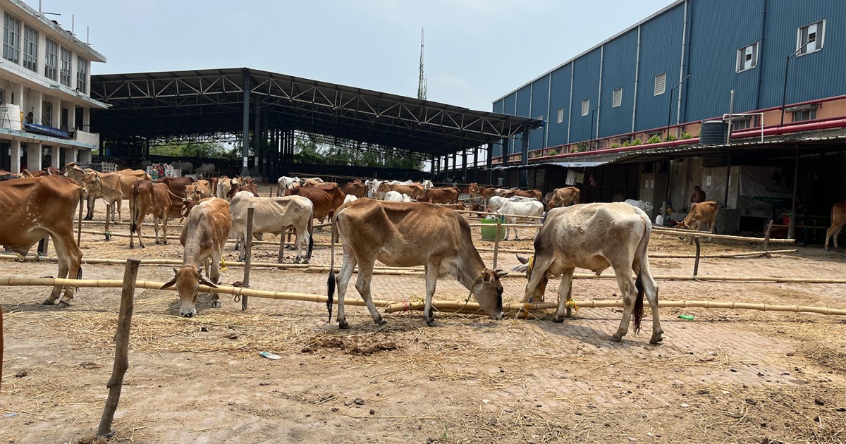 BJP victory in Bengal halts Dhulagarh cattle market ahead of Eid.