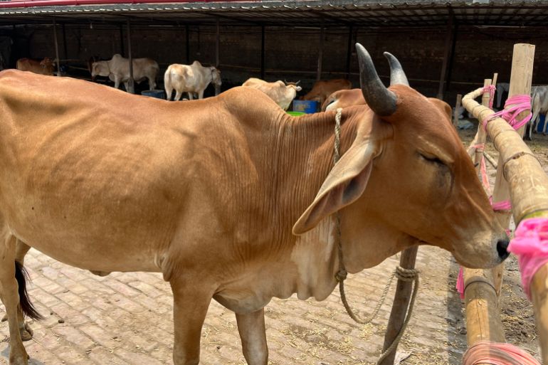 BJP victory in Bengal halts Dhulagarh cattle market ahead of Eid.