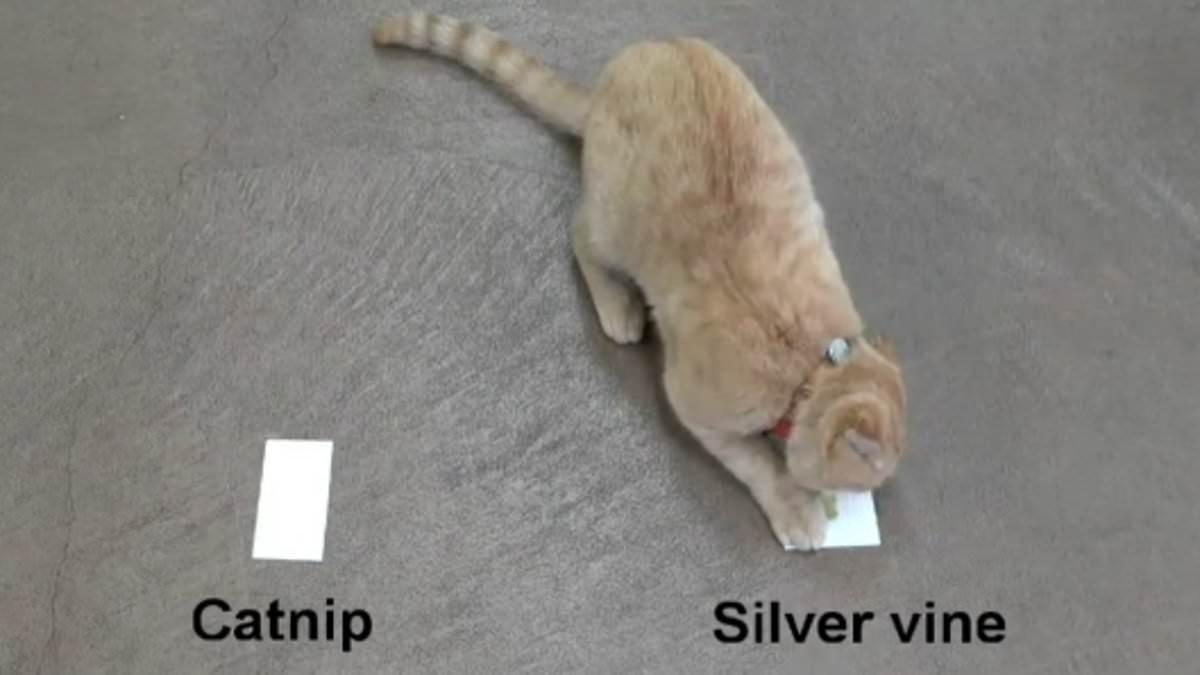 Japanese Study Reveals Cats Prefer Silver Vine Over Catnip