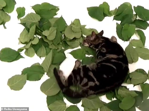 Japanese Study Reveals Cats Prefer Silver Vine Over Catnip