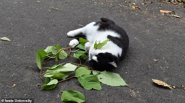 Japanese Study Reveals Cats Prefer Silver Vine Over Catnip