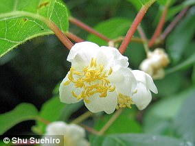 Japanese Study Reveals Cats Prefer Silver Vine Over Catnip