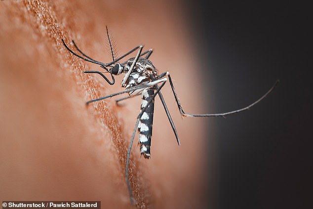Rising temperatures enable Chikungunya virus to spread northward into European cities.