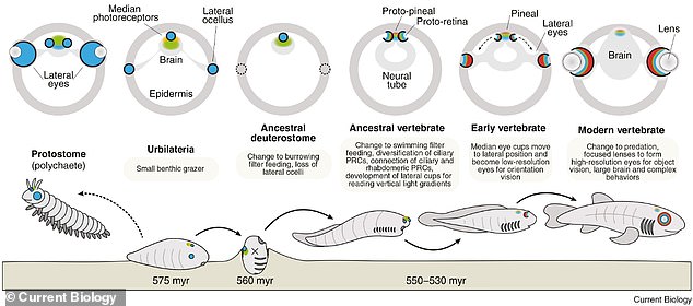 Scientists reveal pineal gland evolved from ancient central eye.