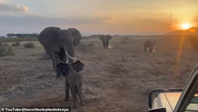 Elephant calf reunited with family after wandering into Kenyan tourist camp.