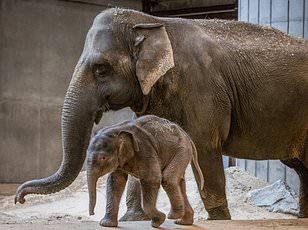 Elephant calf reunited with family after wandering into Kenyan tourist camp.