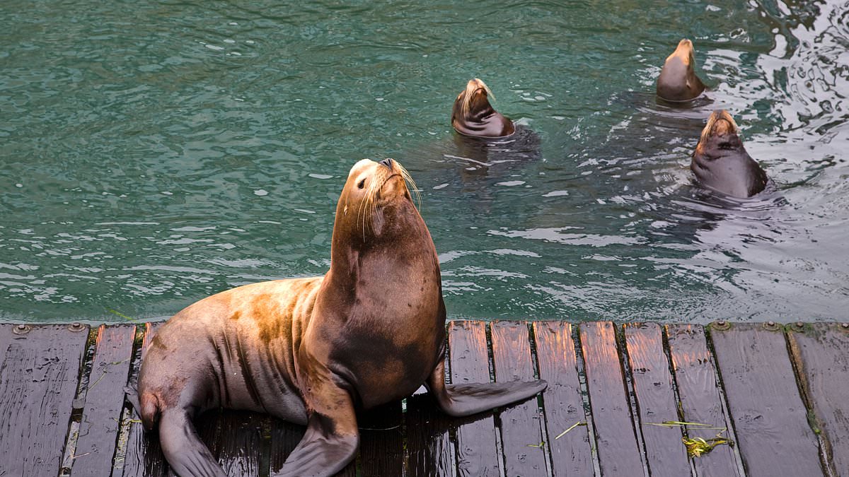 Pacific Northwest lawmakers push lethal sea lion culls to save salmon.