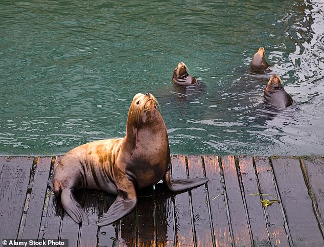 Pacific Northwest lawmakers push lethal sea lion culls to save salmon.