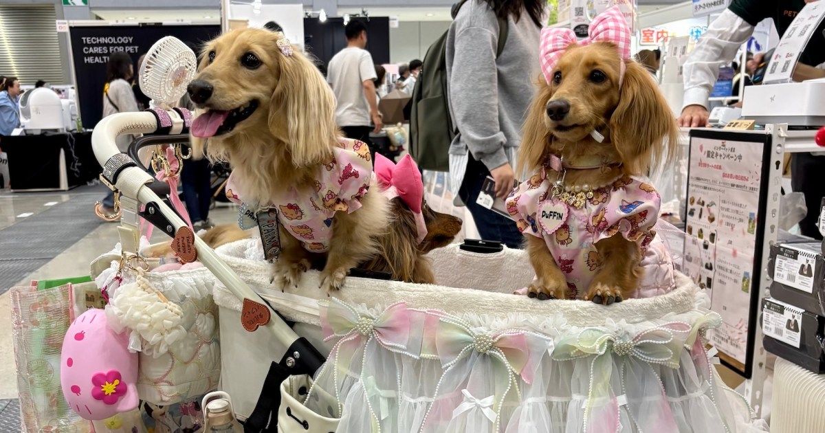 Japan Baby Carrier Maker Pivots as Dog Population Surpasses Human Births