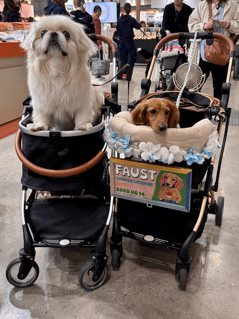 Japan Baby Carrier Maker Pivots as Dog Population Surpasses Human Births