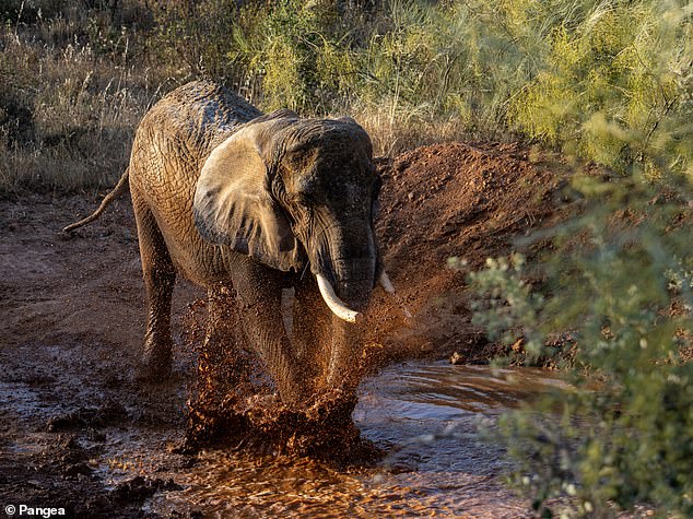 Portugal's Last Circus Elephant Finds Freedom at New European Sanctuary