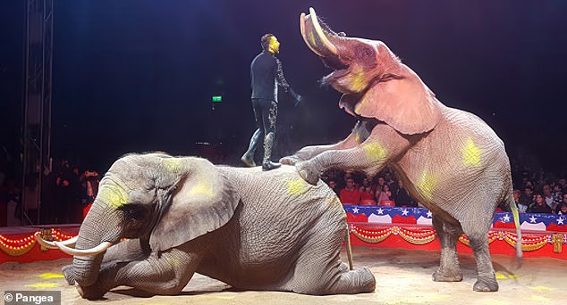 Portugal's Last Circus Elephant Finds Freedom at New European Sanctuary