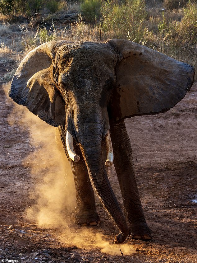Portugal's Last Circus Elephant Finds Freedom at New European Sanctuary