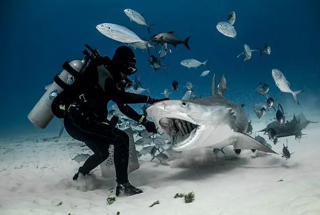 Disturbing Trend of Shark Attacks in the Bahamas