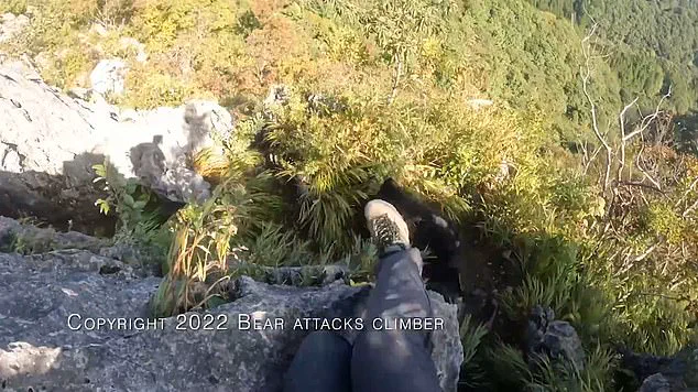Japan's Bear Hunting Policy: Responding to a Growing Bear Attack Crisis